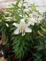 [5267 Casa Blanca 2N No01.JPG]